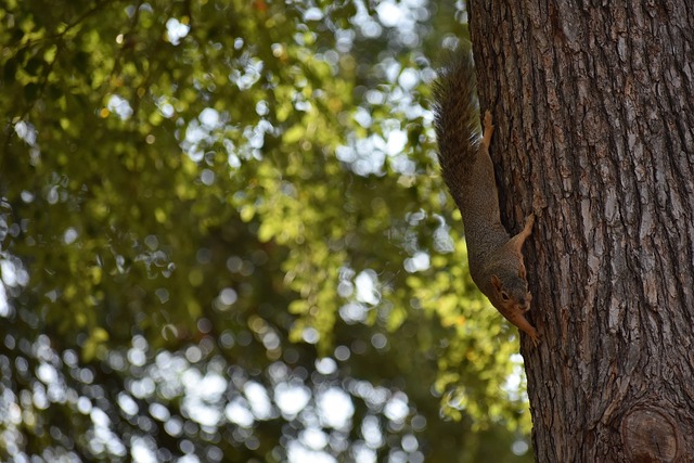 国球迷带来 国球迷带来